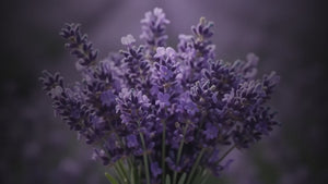 Essential Lavender Oil 30 Ml