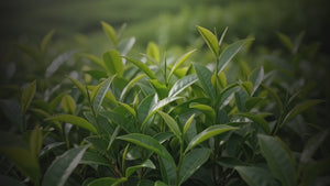 Essential Tea Tree Oil 30 ml