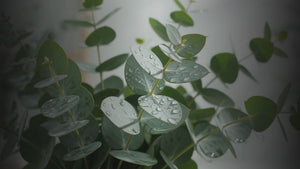 Essential Eucalyptus Oil 30 Ml